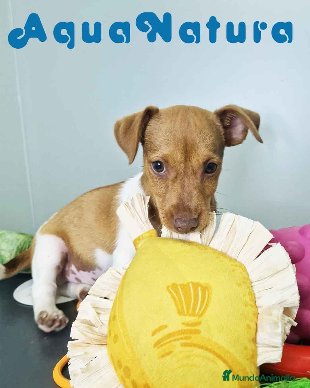 Jack Russell Terrier perros en venta: Jack Russel Macho JMU 7730 AQUANATURA - Imagen 4