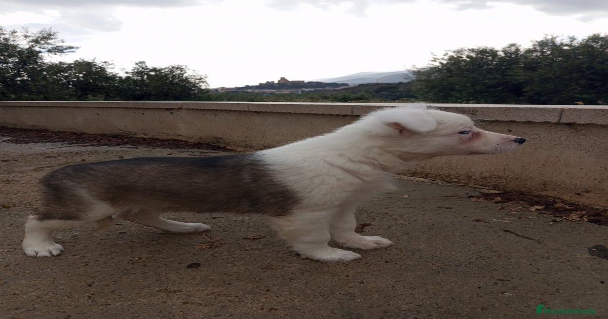 Gran hembra de Border Collie en venta en Murcia | MundoAnimalia