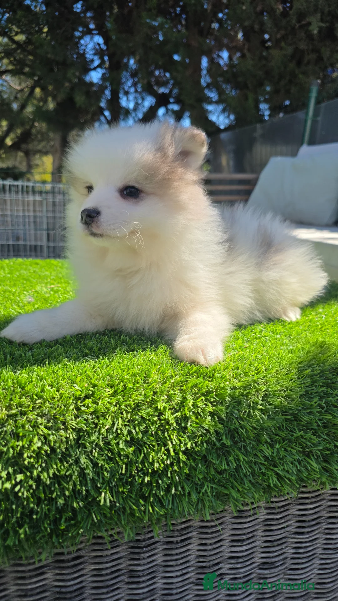 Pomsky perros en venta: Pomsky mini blue  - Anuncio 4