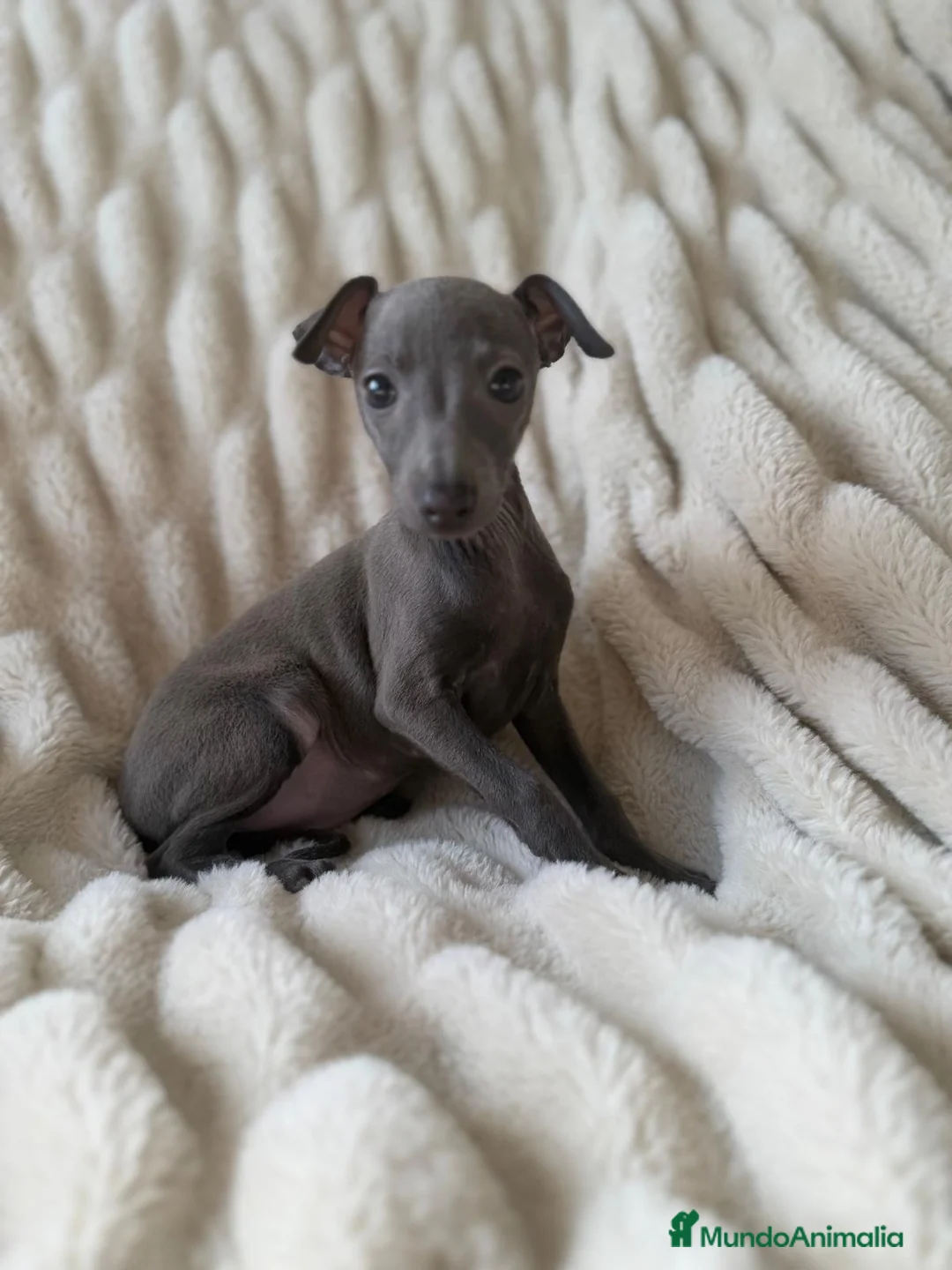 Pequeño Lebrel Italiano perros en venta: Piccolo Galgo Italiano Finca Paunais  - Anuncio 11