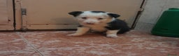 Border Collie perros en venta: BORDER COLLIE  - Anuncio 7