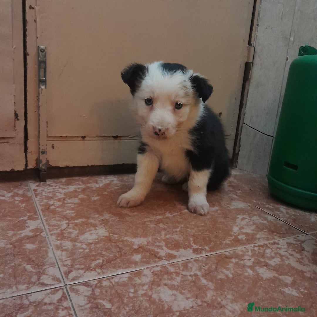 Border Collie perros en venta: BORDER COLLIE  - Anuncio 7