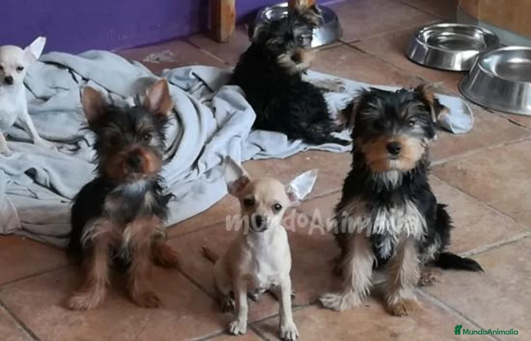 Imagen de galería {{count}}