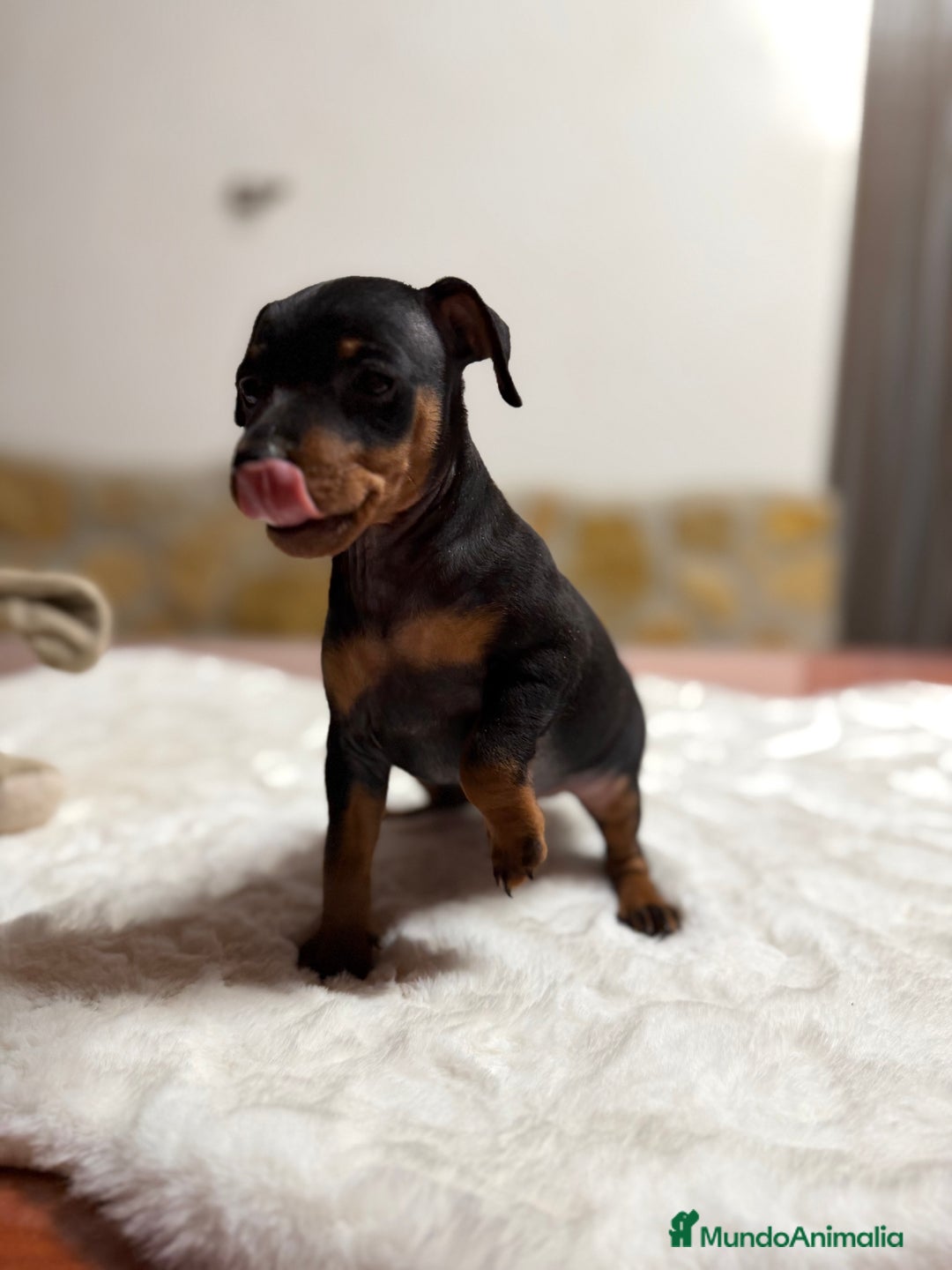 Pinscher Miniatura perros en venta: Mini Pincher macho - Imagen 1