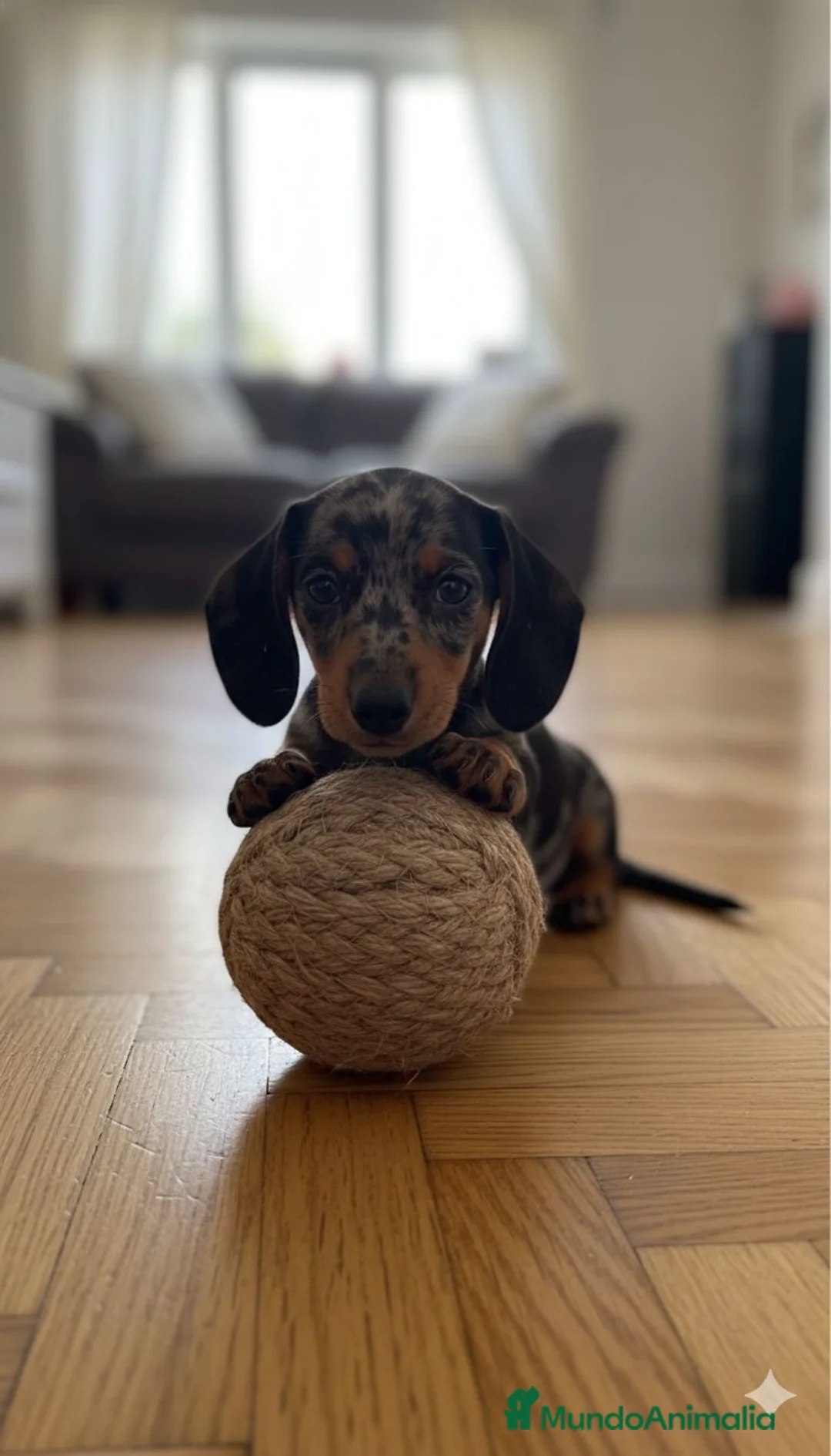 Teckel Miniatura perros en venta: PRECIOSO CACHORRO TECKEL  - Anuncio 2