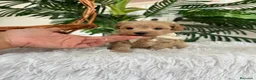 Maltipoo perros en venta: MALTIPOO MACHOS  - Anuncio 7