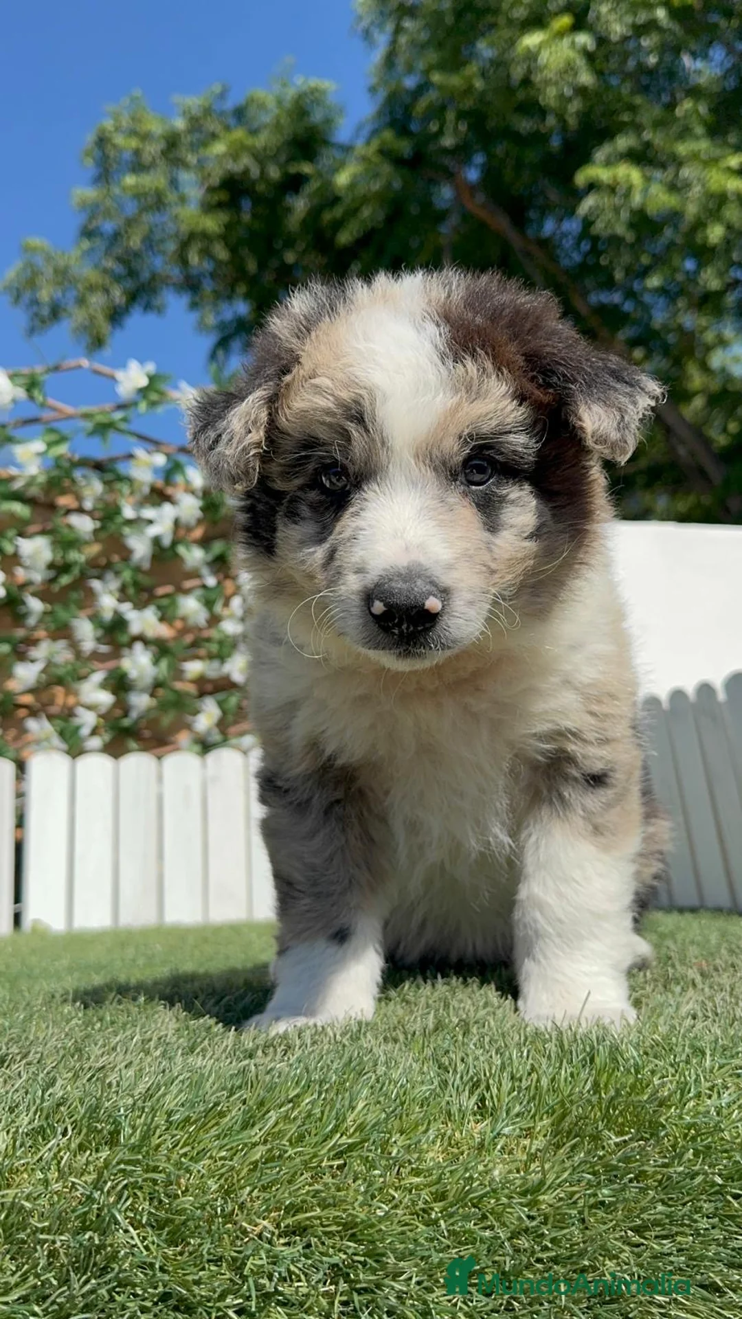 Border Collie perros en venta: BORDER COLLIE 🎀 - Anuncio 2