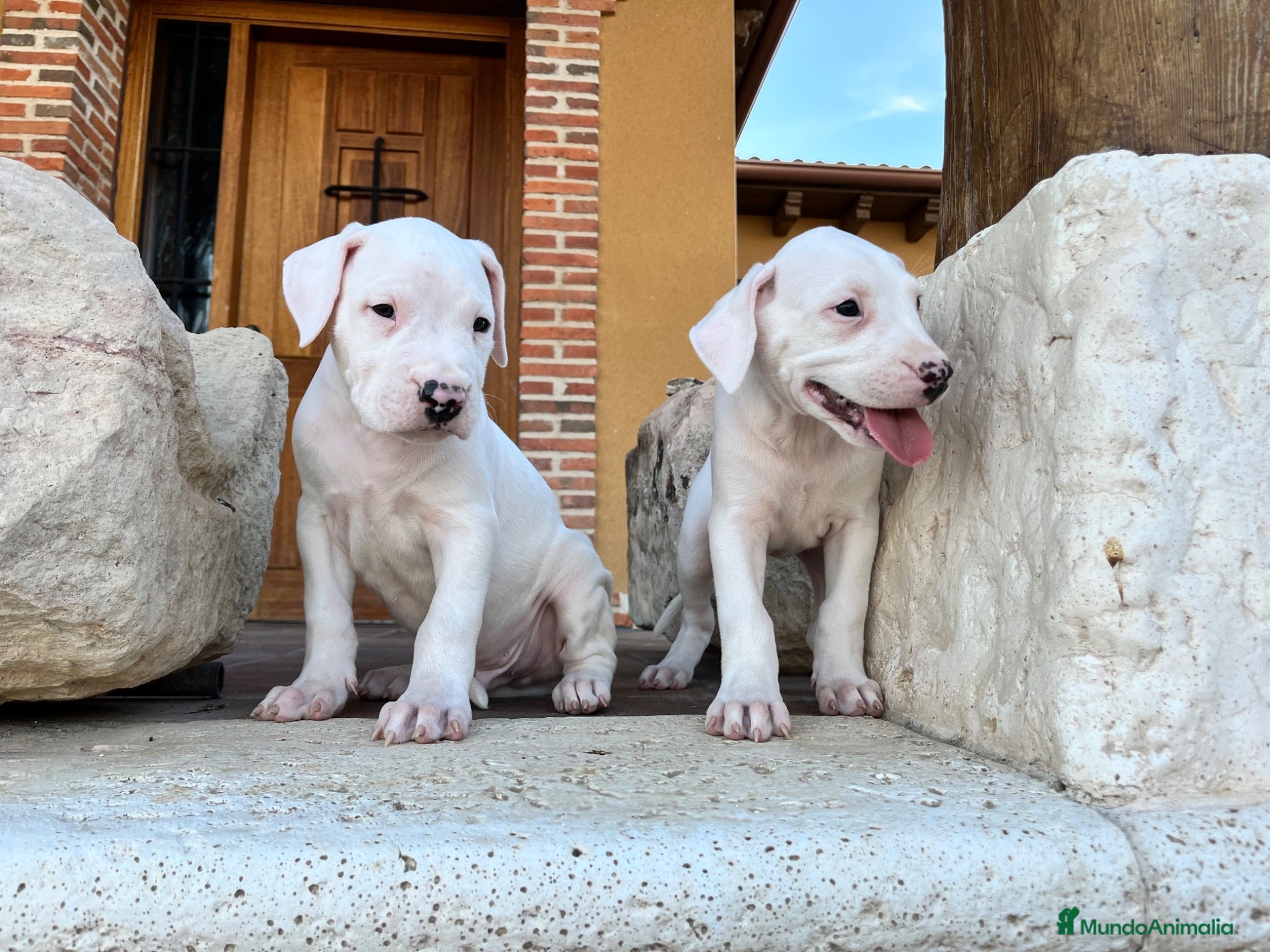 Dogo Argentino perros Dogos argentinos  - Anuncio 1