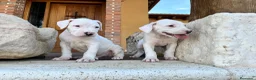 Dogo Argentino perros en venta: Dogos argentinos  en Segovia - Anuncio 1