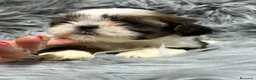 Shih Tzu perros en venta: Shih Tzu macho  - Anuncio 6