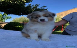 Pastor Australiano perros en venta: Camada de Pastor Australiano  en León - Imagen 1