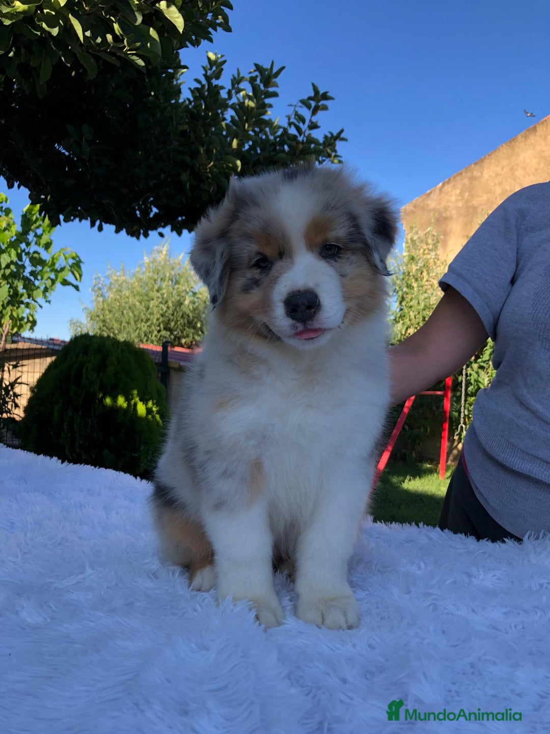 Pastor Australiano perros en venta: Camada de Pastor Australiano  en León - Imagen 1