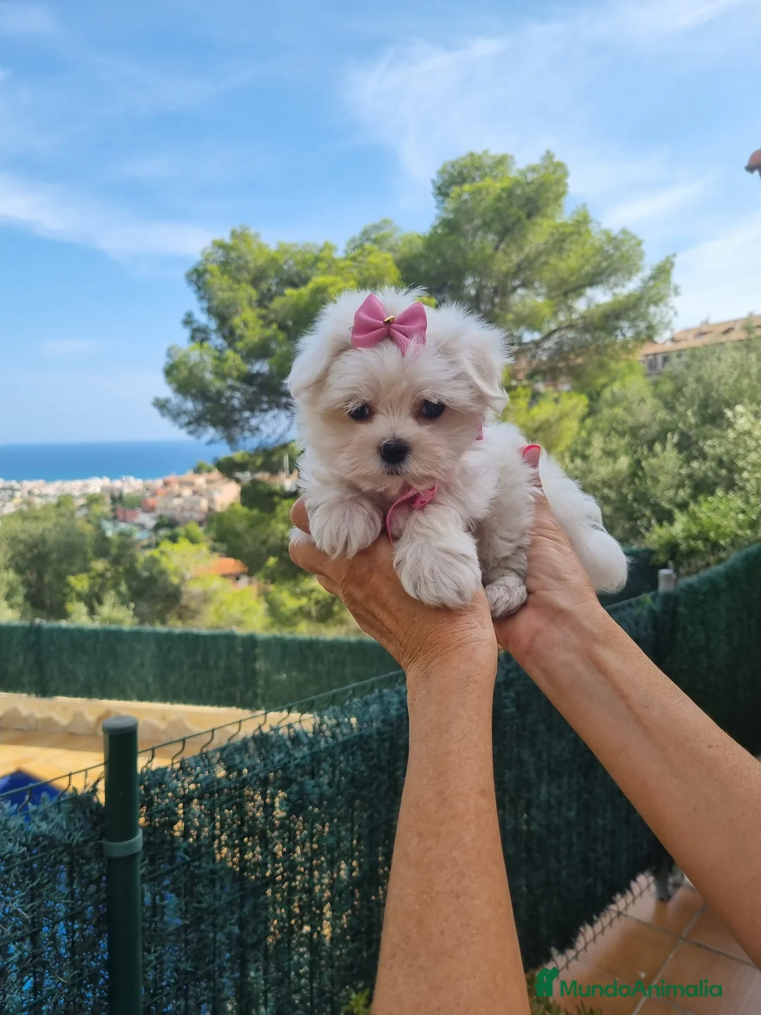 Bichón Maltés perros en venta: Bichón Maltés  en Barcelona - Anuncio 4