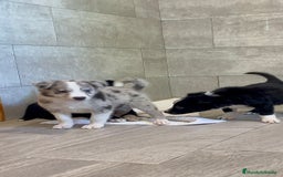 Border Collie perros en venta: Camada de Border collie - Imagen 3
