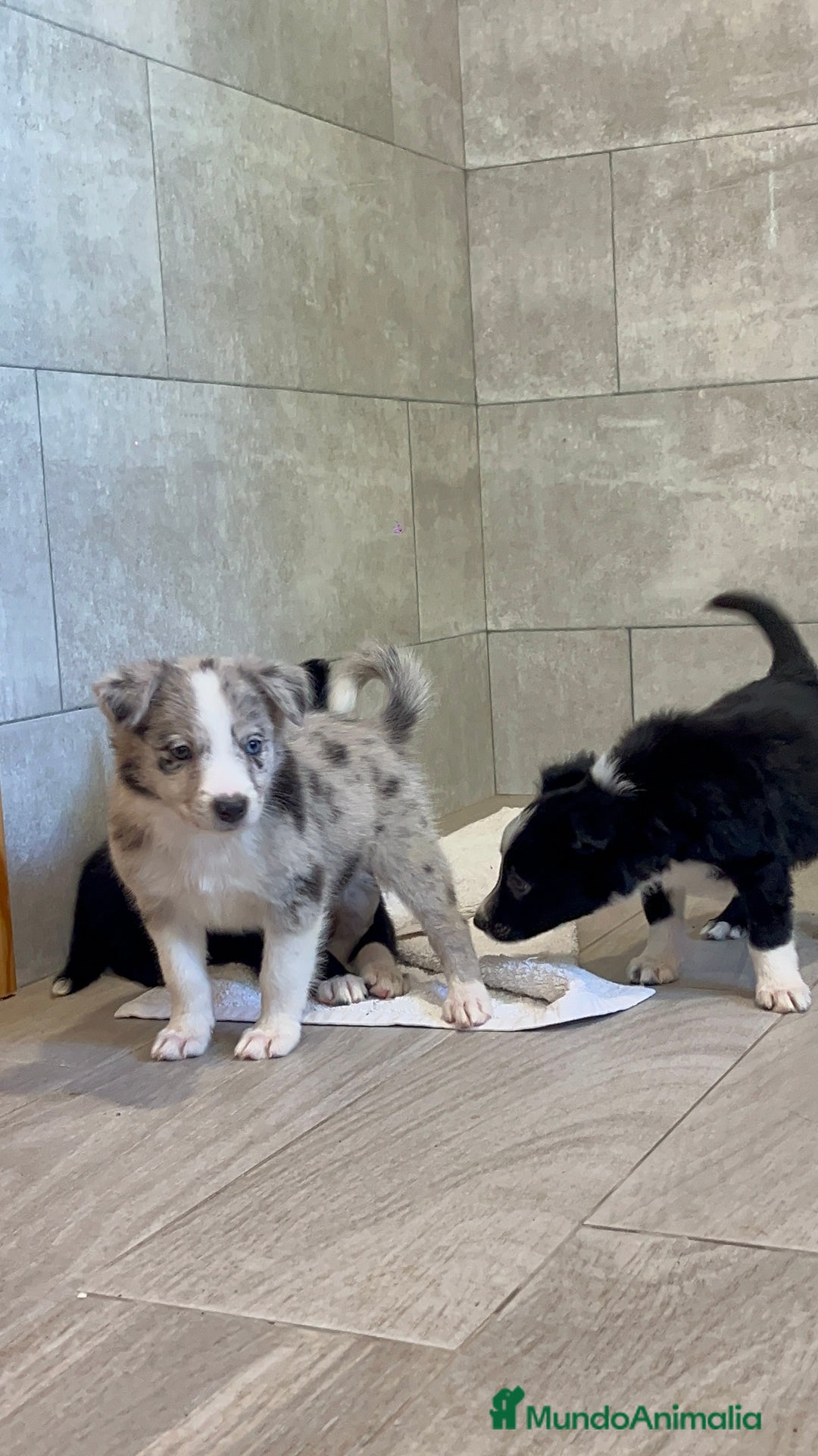 Border Collie perros en venta: Camada de Border collie - Imagen 3
