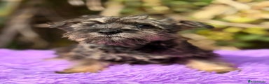 Schnauzer Miniatura Cachorro 1