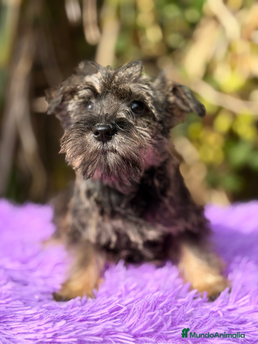 Schnauzer Miniatura perros en venta: Schnauzer miniatura hembra  - Anuncio 5