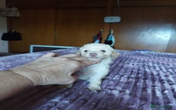 Caniche Toy perros en venta: CANICHE TOY HEMBRA OPORTUNIDAD  - Imagen 2