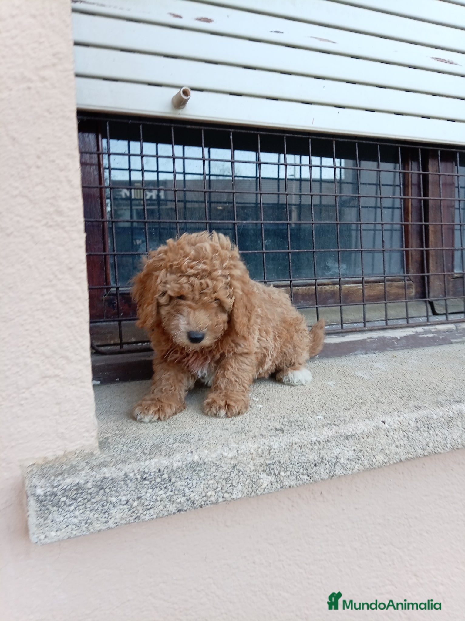 Caniche Toy perros Caniche toy - Anuncio 23