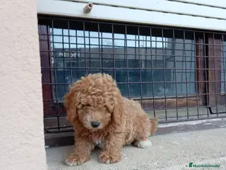 Caniche Toy perros Caniche toy - Anuncio 23