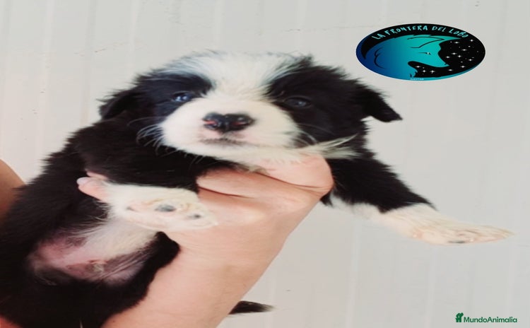 Border Collie perros - Propaganda 1