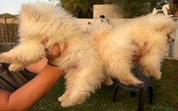 Pomerania perros en venta: Pomerania toy - Imagen 7