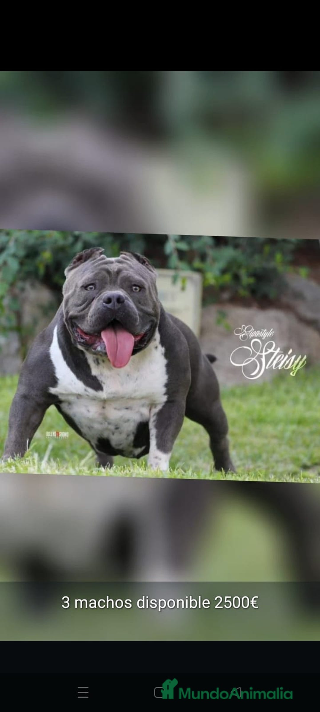 American Bully perros en venta: América bully micro exótico  - Anuncio 2