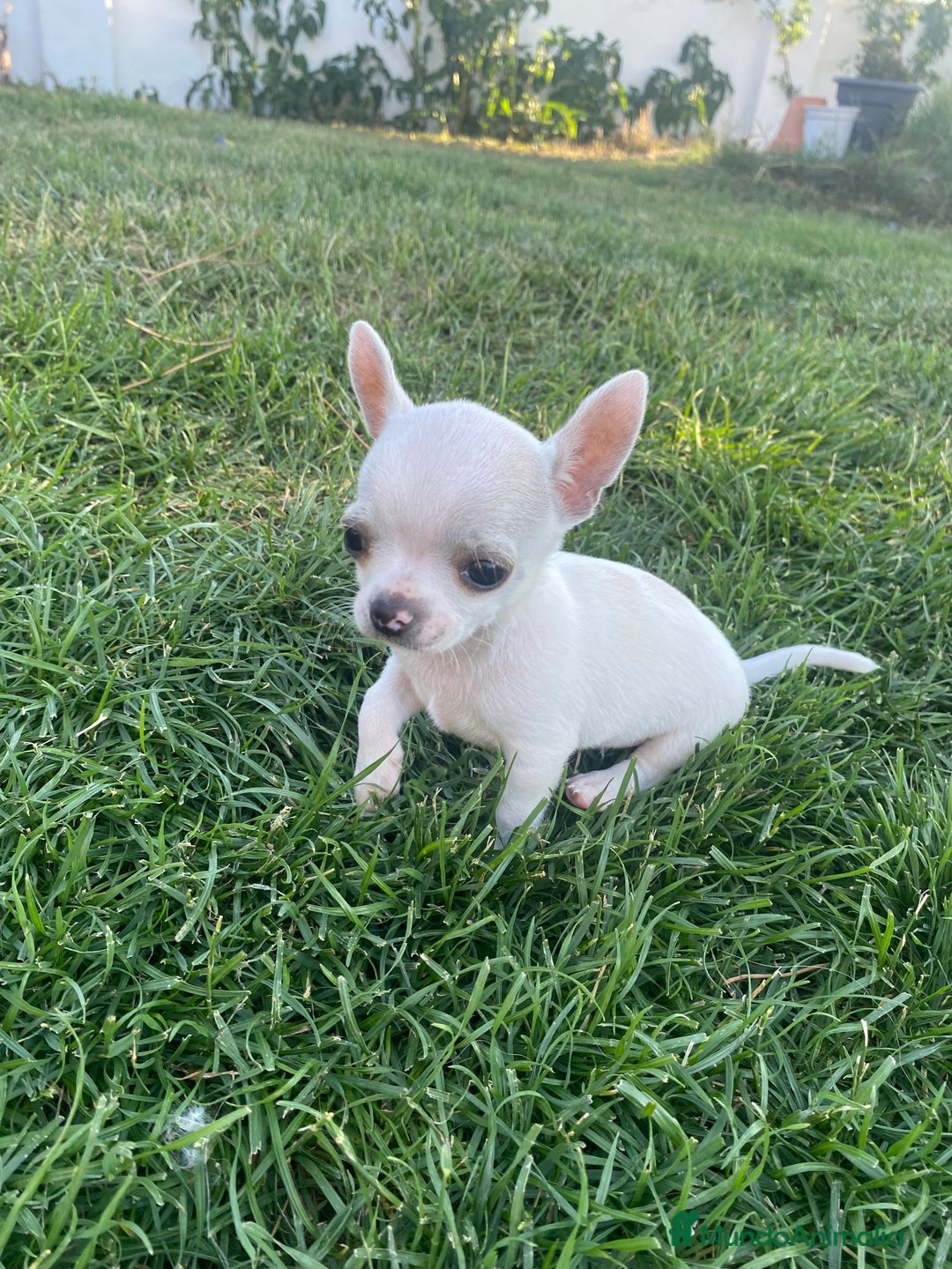 Chihuahua perros en venta: ÚLTIMOS 3 MACHOS - Imagen 2