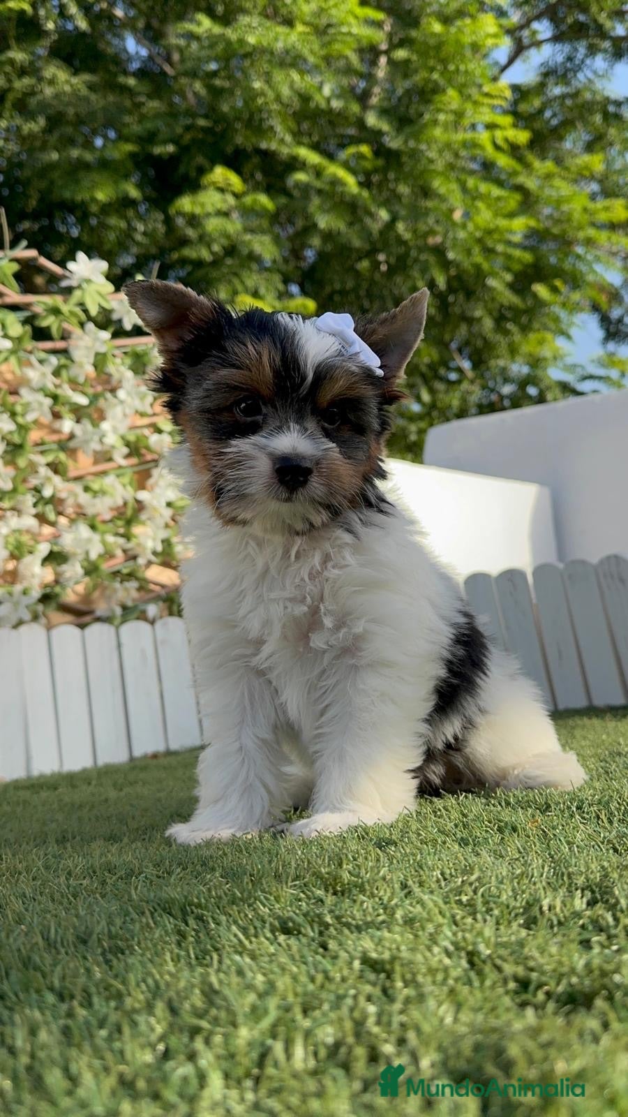 Yorkshire Terrier perros YORKSHIRE BIEWER-LISTO PARA ENTREGAR  - Anuncio 2