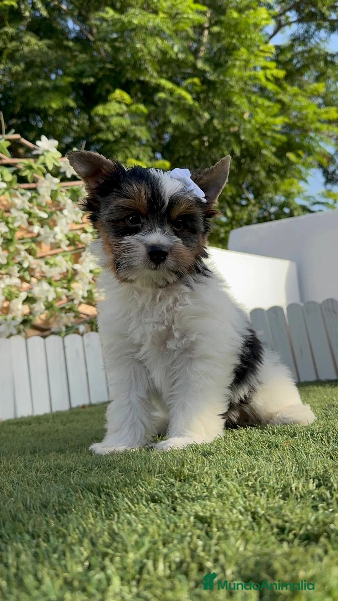 Yorkshire Terrier perros en venta: YORKSHIRE BIEWER-LISTO PARA ENTREGAR  - Anuncio 1