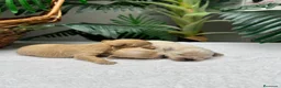 Maltipoo perros en venta: MALTIPOO COREANO - Anuncio 11