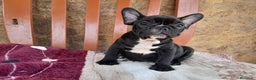 Bulldog Francés perros en venta: BULLDOG FRANCÉS /// CALIDAD PREMIUM  - Anuncio 2