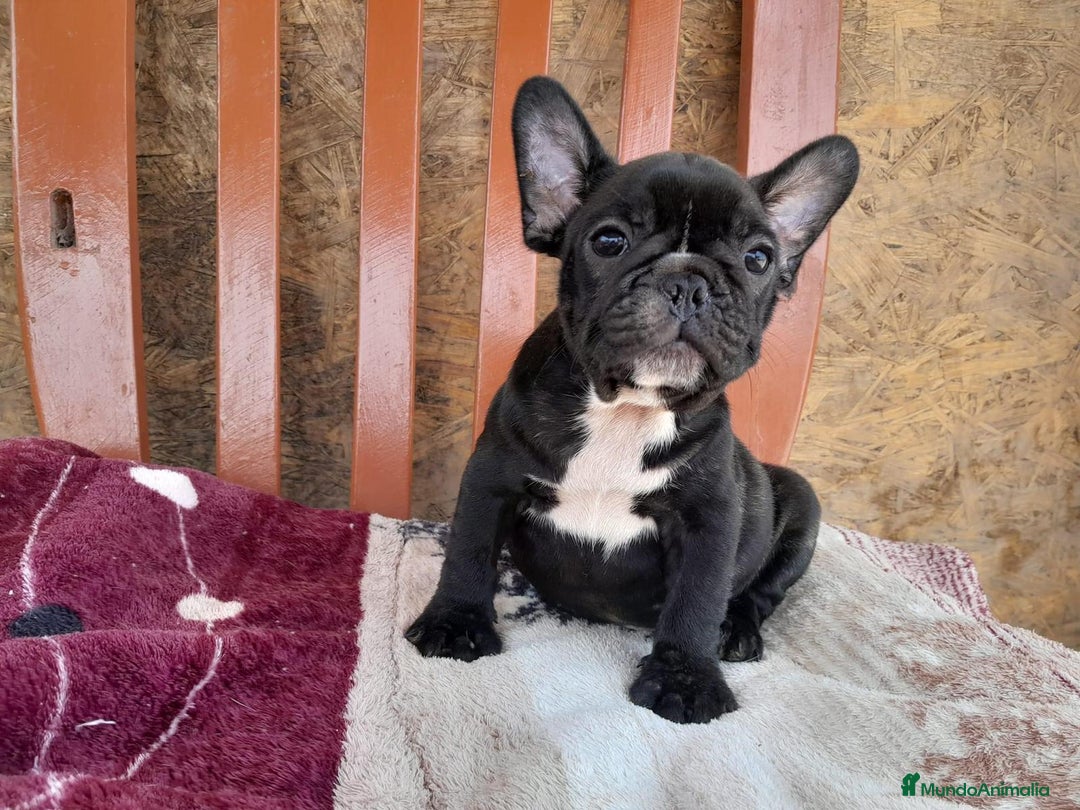 Bulldog Francés perros en venta: BULLDOG FRANCÉS /// CALIDAD PREMIUM  - Anuncio 2