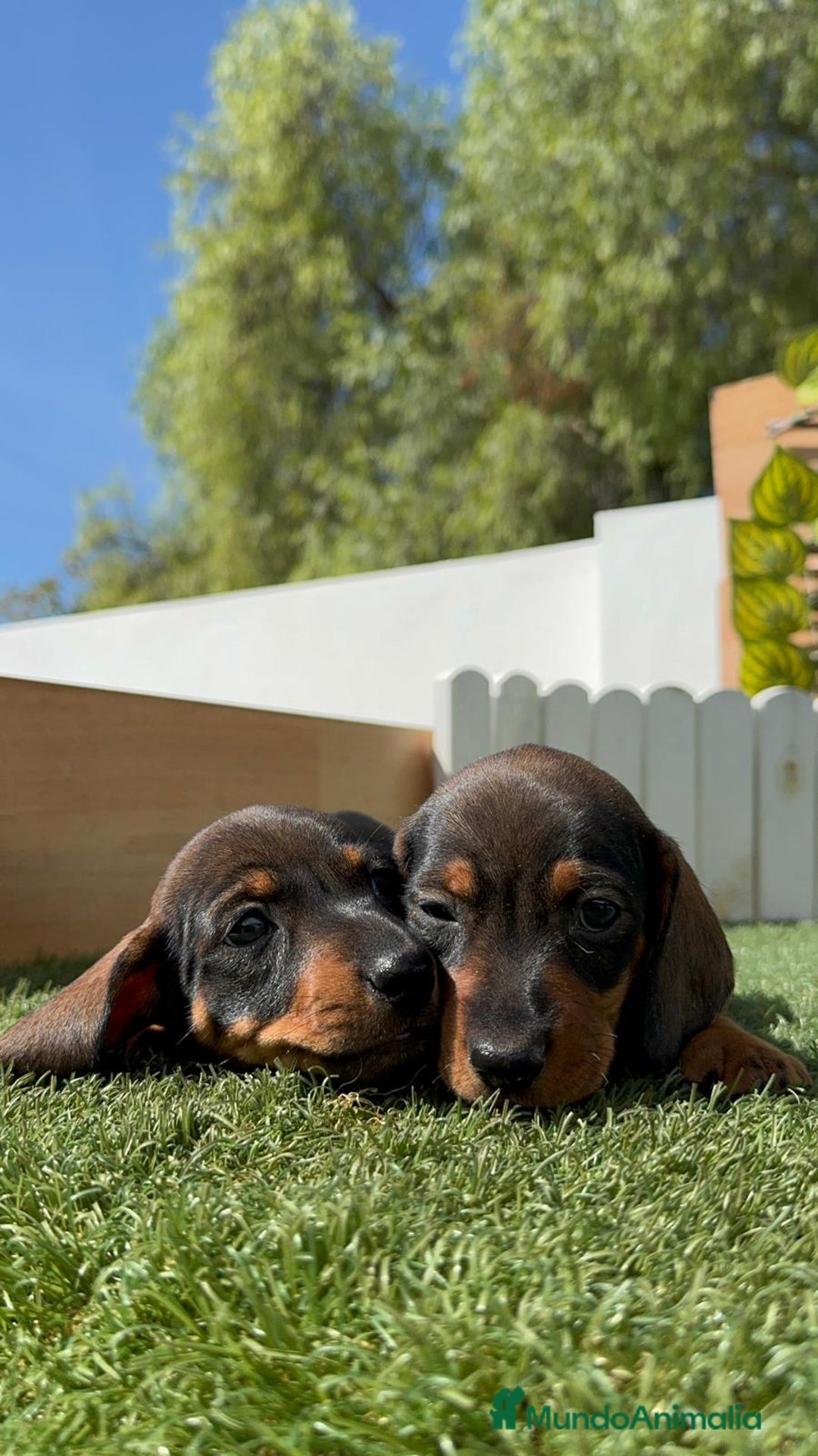 Teckel Miniatura perros en venta: TECKEL MINIATURA MACHO - Imagen 4