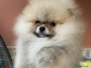 Pomerania perros en Málaga - Anuncio 12