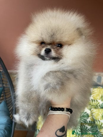 Pomerania perros en Málaga - Anuncio 8