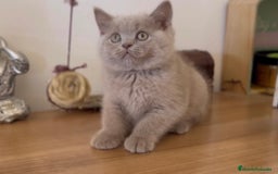 Scottish Fold gatos en venta: HEMBRA BRITISHSHORT HAIR LILAC - Imagen 1