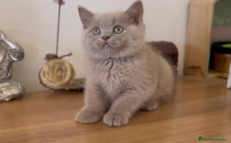 Scottish Fold gatos - Anuncio 18