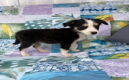 Border Collie perros en venta: Border collie última hembra  - Imagen 9