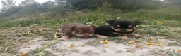 Chihuahua perros en venta: CHIHUAHUAS CABEZA DE MANZANA  - Anuncio 3