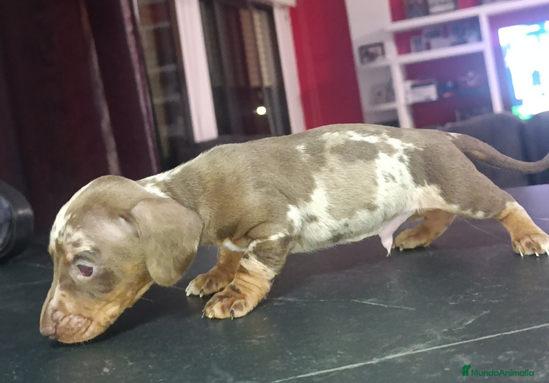 Teckel Miniatura perros en venta: Teckel kaninchen  - Anuncio 2