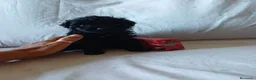 Caniche Toy perros en venta: Preciosos caniches toy🐶🐾 en Cádiz - Anuncio 1