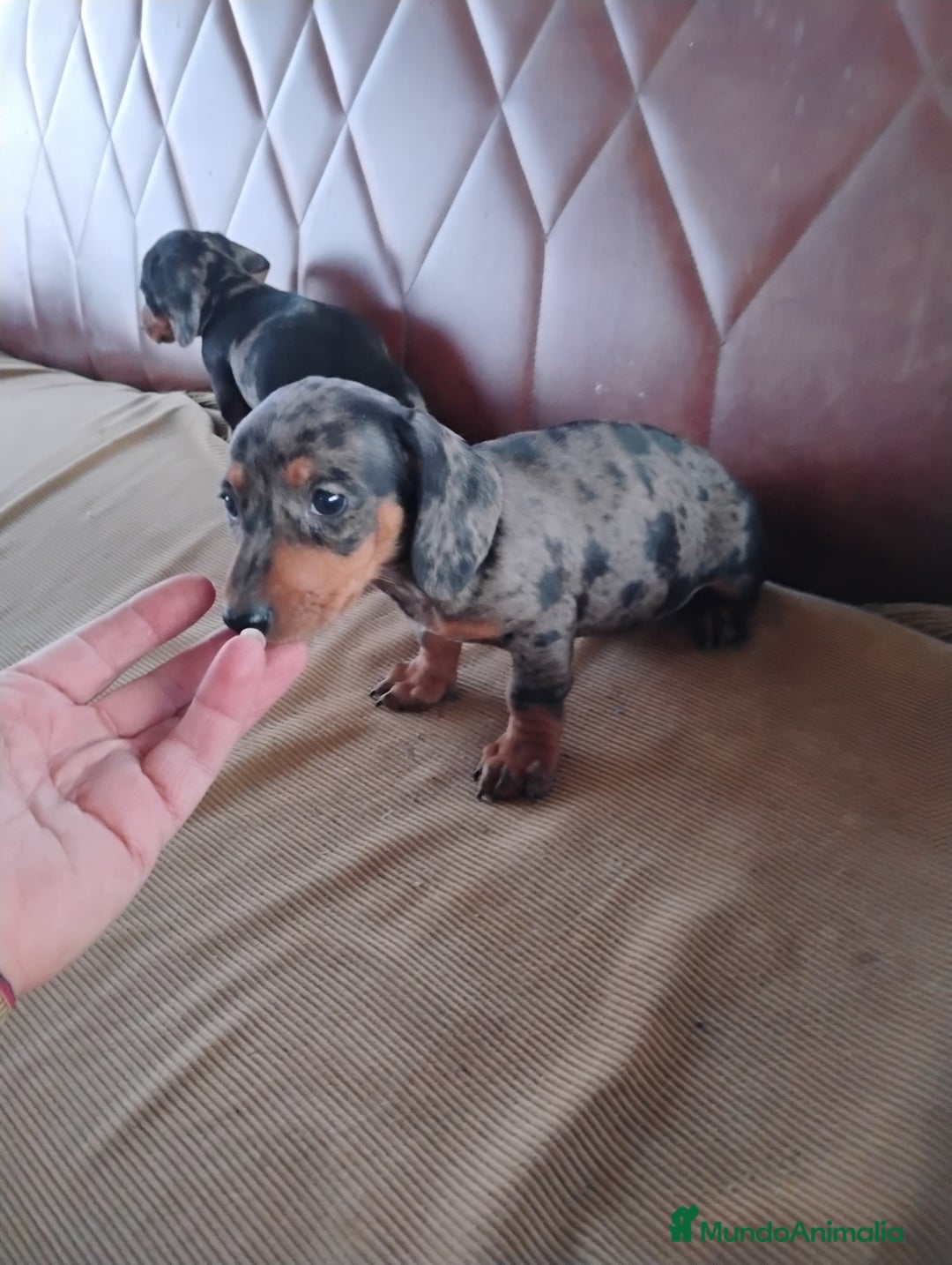 Teckel Miniatura perros en venta: Cachorrita teckel arlequín plata miniatura  - Anuncio 6