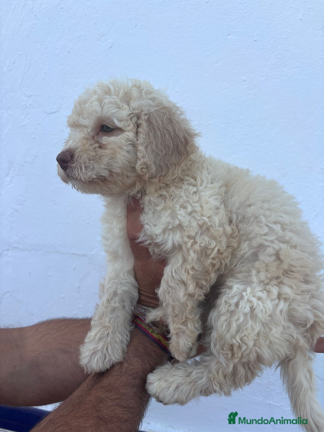 Perro de Agua Español perros en venta: Excelente camada disponible! - Imagen 2