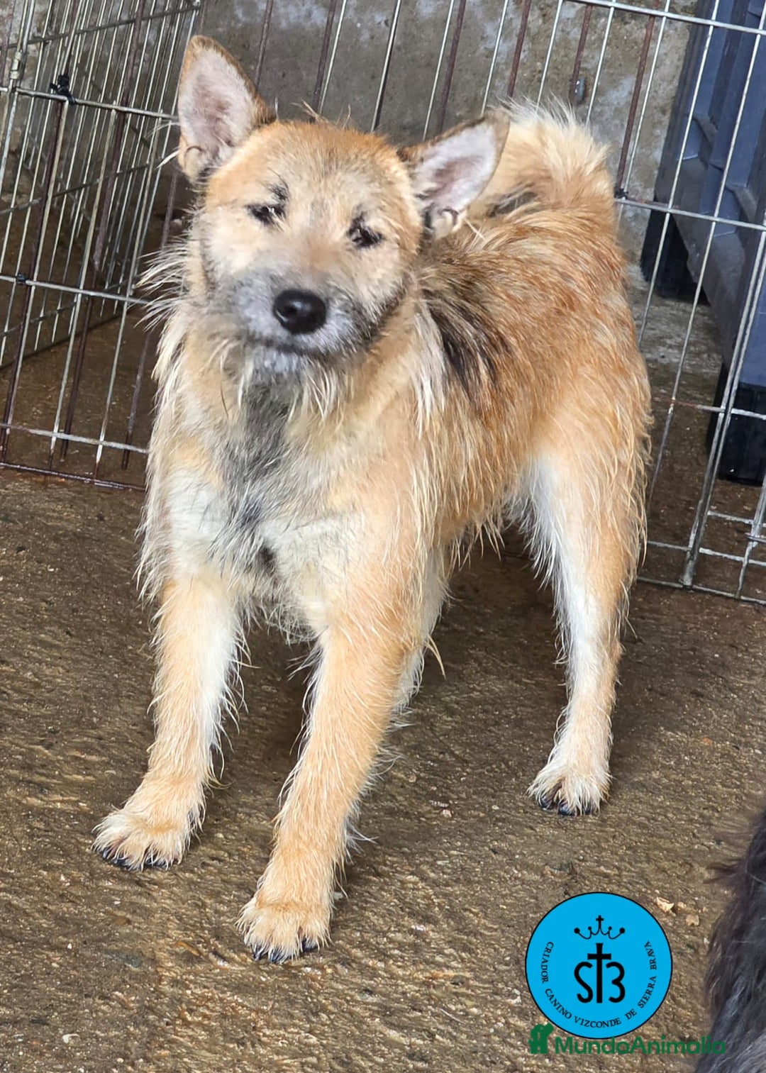 Raza Mixta perros en adopcion: Cruce de Shibainu con Schnauzer - Imagen 6