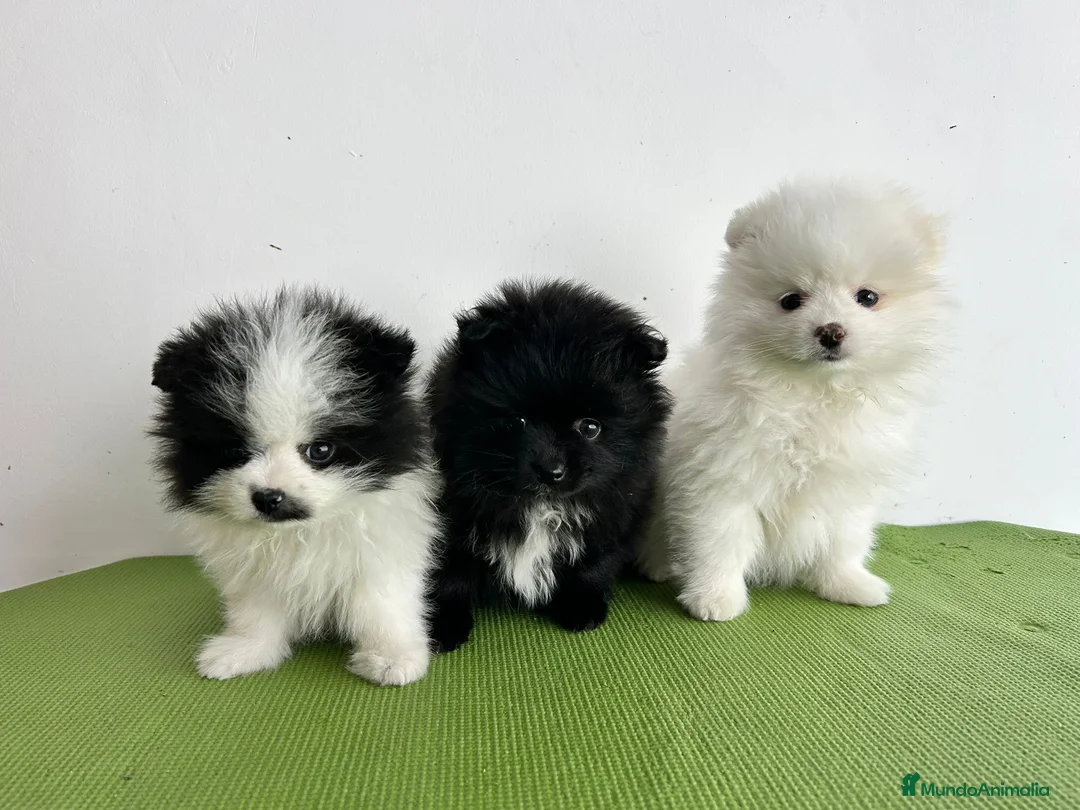 Pomerania perros en venta: Pomerania mini - Anuncio 2