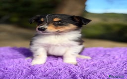 Border Collie perros en venta: Border collie tricolor  - Anuncio 7