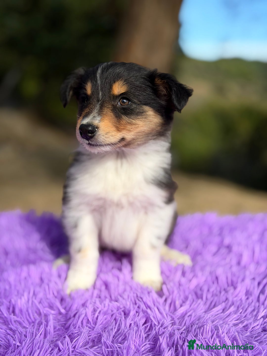 Border Collie perros en venta: Border collie tricolor  - Anuncio 7