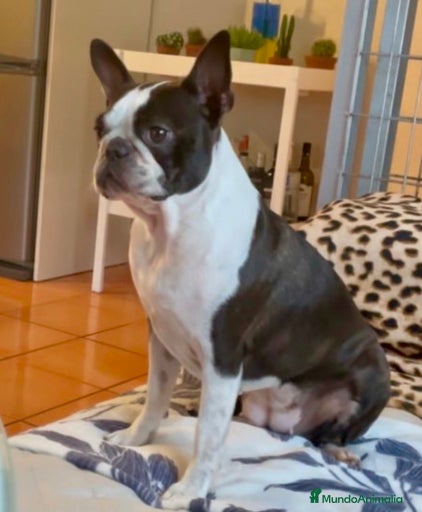 Imagen de galería {{count}}