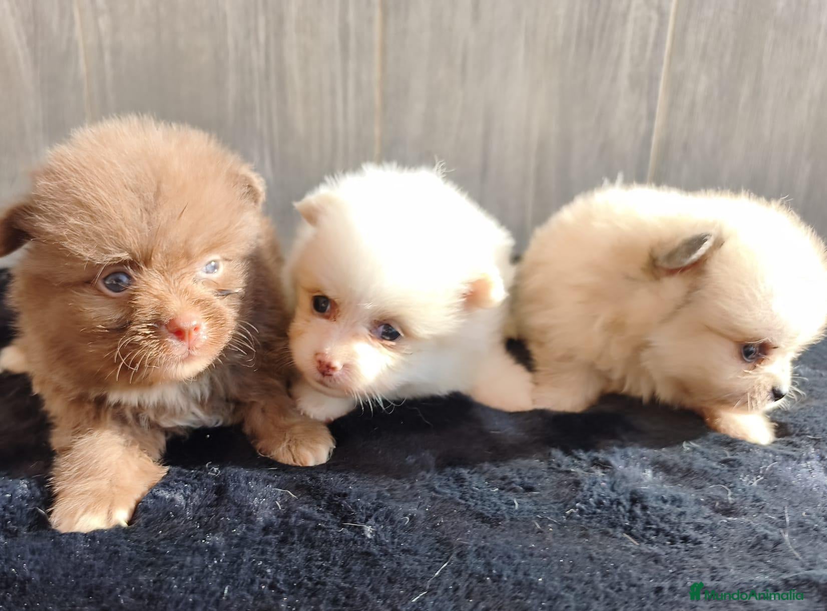 Pomerania perros LULÚ DE POMERANIA - Anuncio 2
